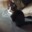 Chat_Blanc201526