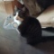 Chat_Blanc201526