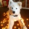 DusiaDog
