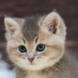 aw127