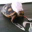 CookingTurtle
