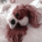 DusiaDog