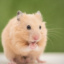Hamsterka3000