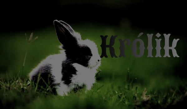 Królik/5