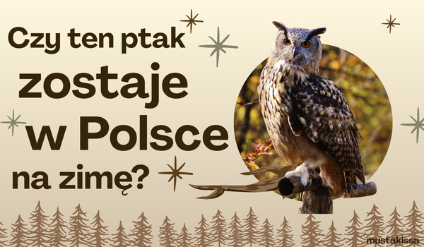 Czy ten ptak odlatuje z Polski na zimę? A może przylatuje bądź przebywa tu na stałe?