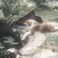 Meowx