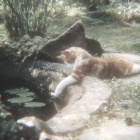 Meowx