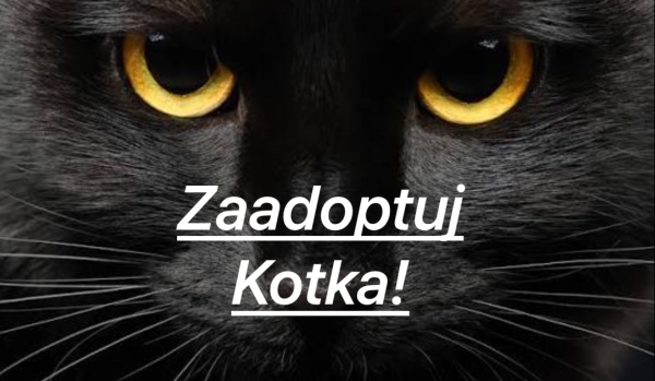 Adoptuj kotka z Picrew!