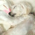 DusiaDog