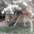 deerish.whisper