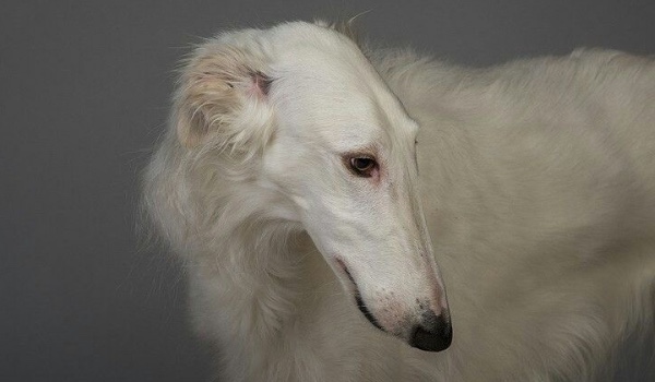 TYPES OF SIGHTHOUNDS