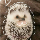 KokosikFoxy