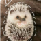 KokosikFoxy