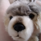 WilczyWiatr