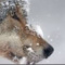 stars.and.wolves