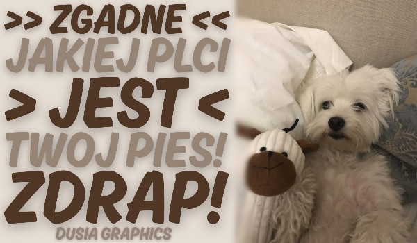 Zgadnę, jakiej płci jest Twój pies!