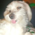 DusiaDog