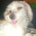 DusiaDog