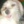 DusiaDog