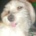 DusiaDog
