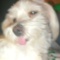 DusiaDog