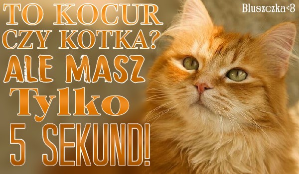 To kocur czy kotka? Ale masz tylko 5 sekund!