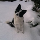 DusiaDog