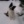 DusiaDog