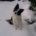 DusiaDog