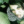 .green._.apple.