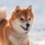 .Shiba_Studio.