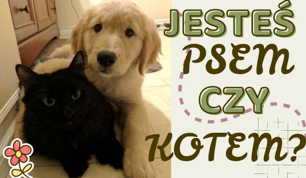 Jesteś Psem czy Kotem?