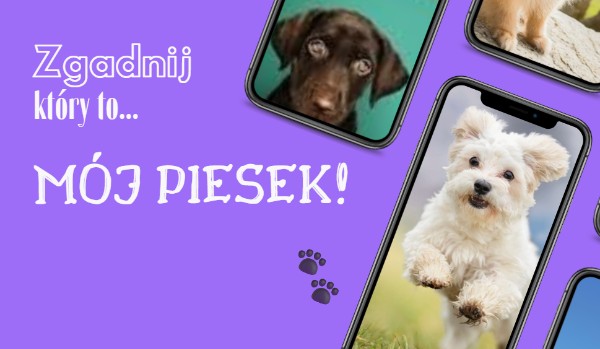 Zgadnij który to mój piesek!
