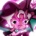 .Emerald_Milk.