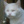 Laciate_Futro
