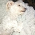 DusiaDog