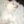DusiaDog