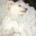 DusiaDog