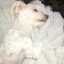 DusiaDog