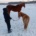 a_equinee