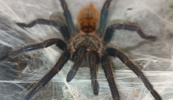 Test wiedzy o ptasznikach