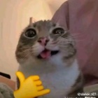 Kiro_cutecat