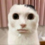 Kocisko.
