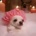 DusiaDog