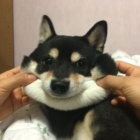 Shiba_Girl