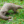 ILovePangolins