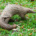 ILovePangolins