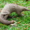 ILovePangolins