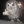 piwson
