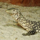 ILovePangolins